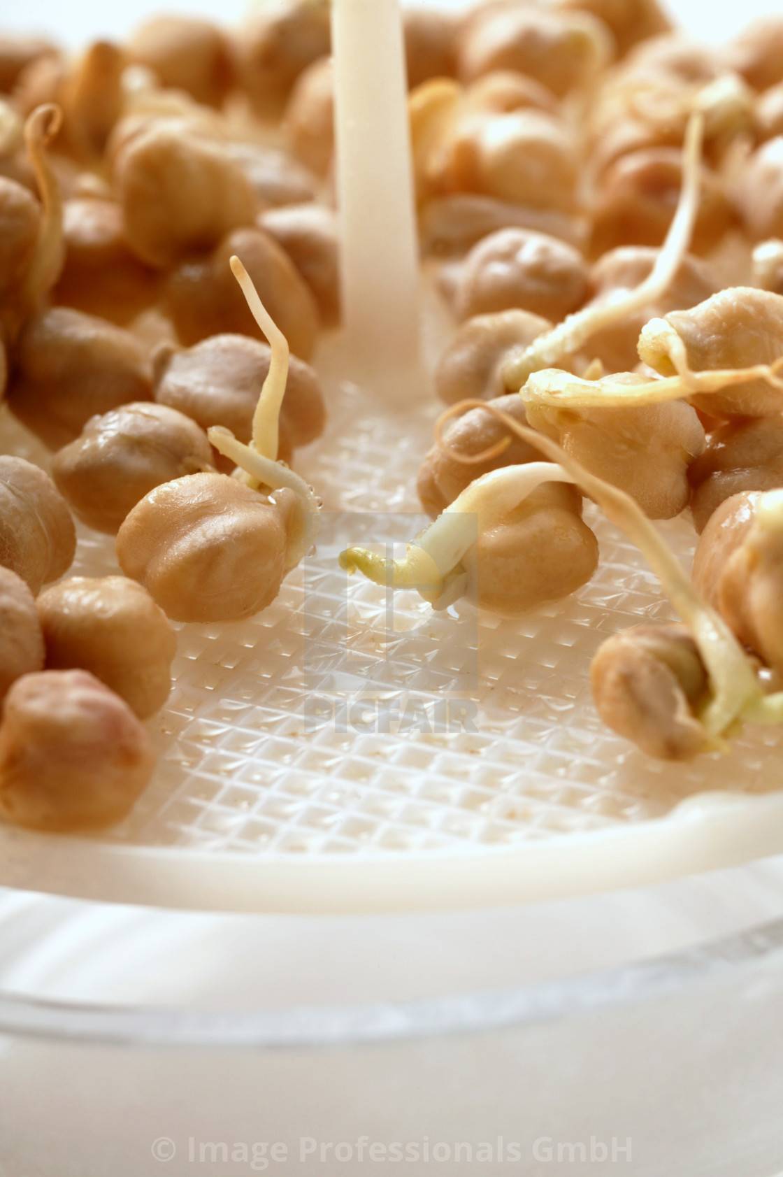 Польза и вред пророщенных грецких орехов. Как прорастить самостоятельно и применять?