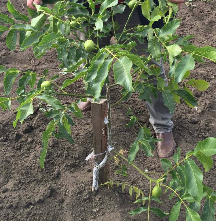 Выращивание грецкого ореха - посадка и уход с упором на скороплодность | сайт о саде, даче и комнатных растениях.