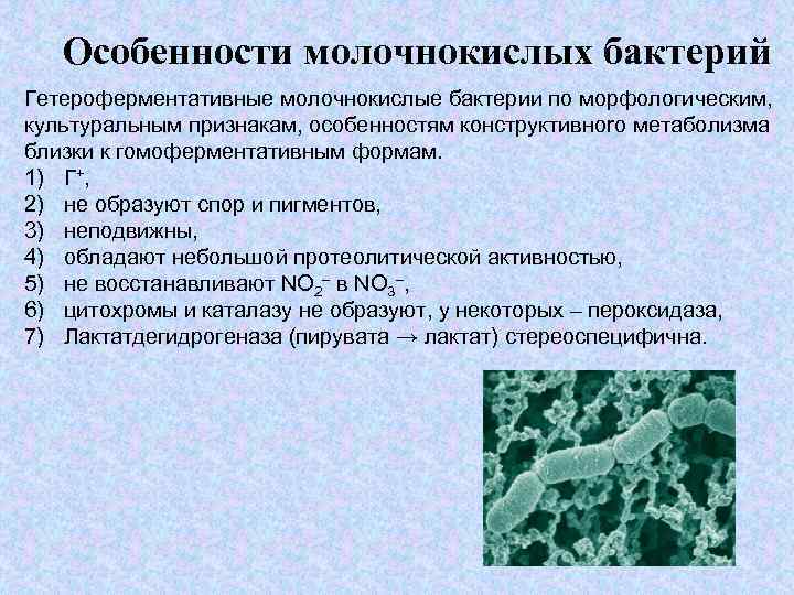 Морфология и физиология молочнокислых бактерий