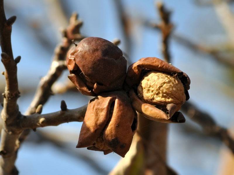 Как часто плодоносит грецкий орех - советы для садоводов и обзор лучших сортов для выращивания (75 фото)