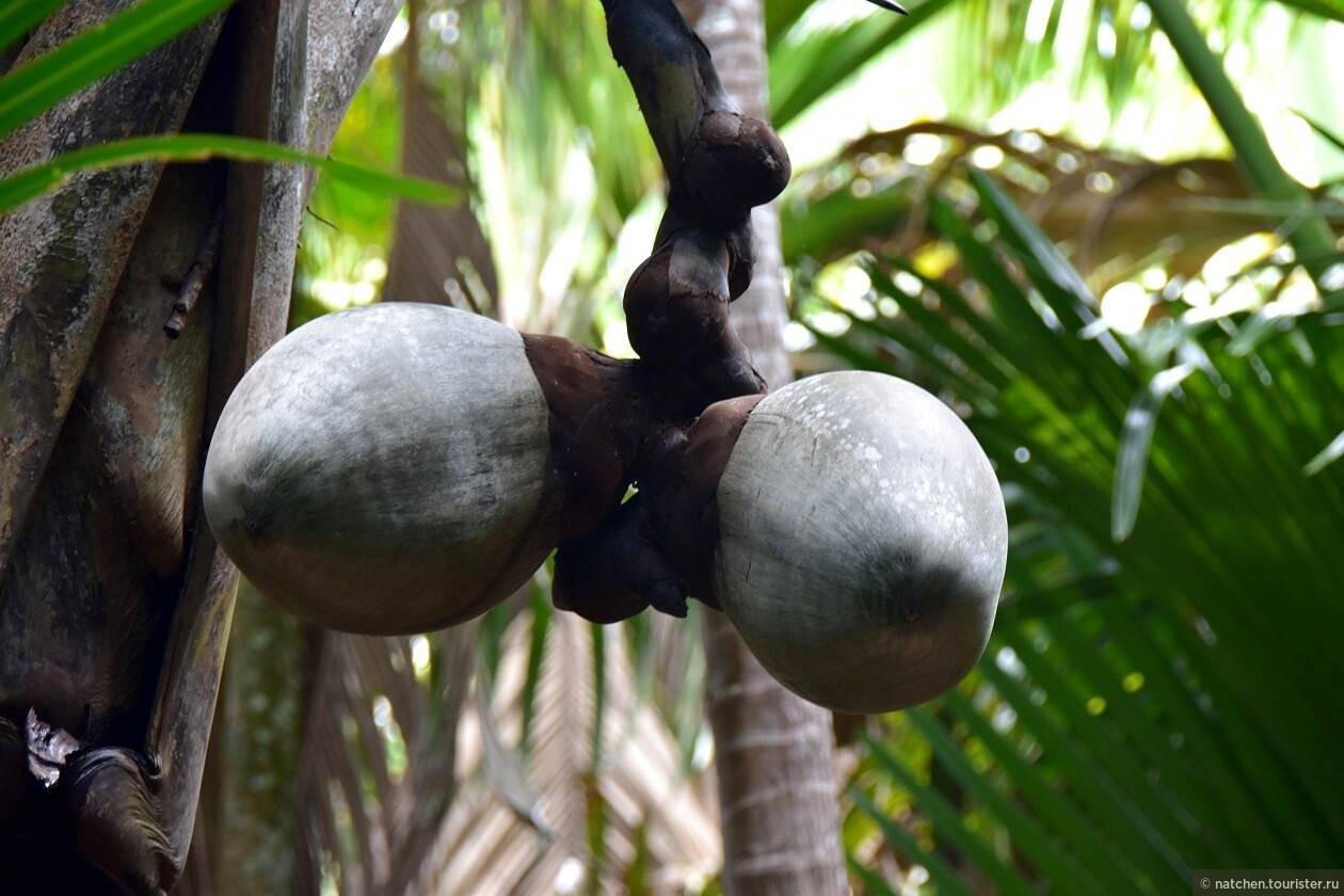 Орех сейшельский коко де мер мужской- орех эксперт