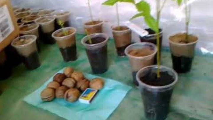 Грецкий орех: как посадить из плода, можно ли вырастить дерево из ядер в домашних условиях, когда делать разведение и выбор саженцев (семян) для выращивания