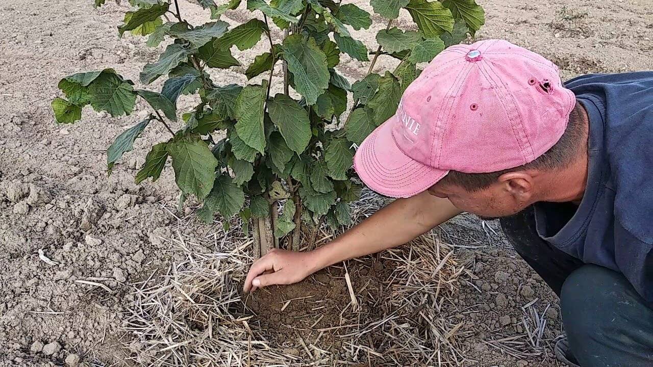 Основные правила и секреты выращивания фундука. как обеспечить необходимый уход и получить должный урожай орехов?