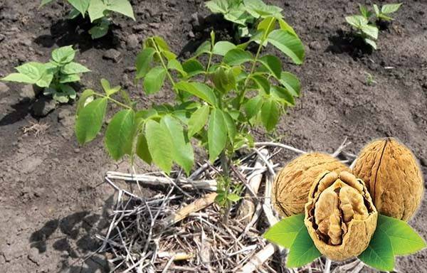 Как посадить грецкий орех - советы садоводам