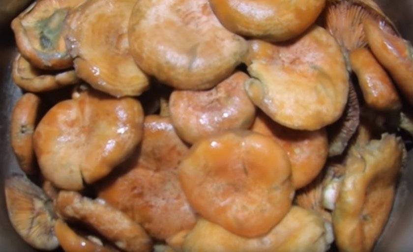 Как правильно солить грибы рыжики в домашних условиях на зиму ( 16 фото)?
