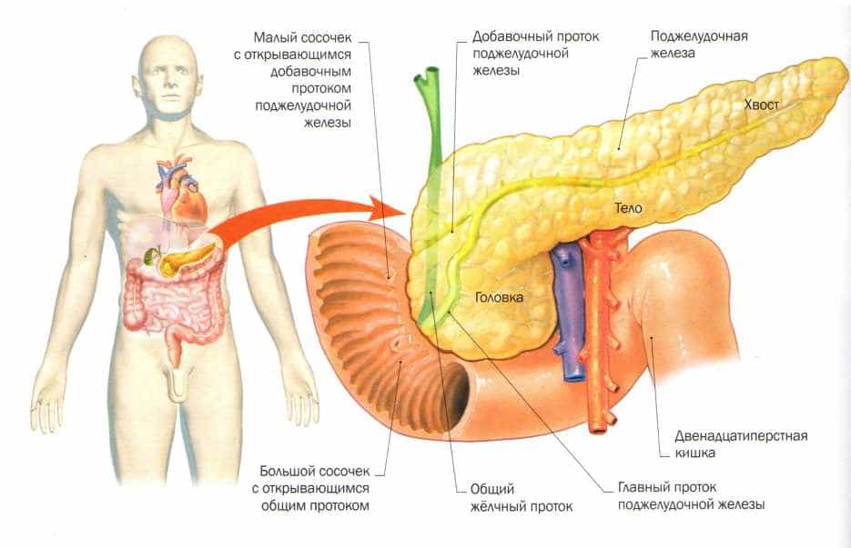 Диета при панкреатите поджелудочной железы: принципы питания, разрешенные и запрещенные продукты, меню на 7 дней