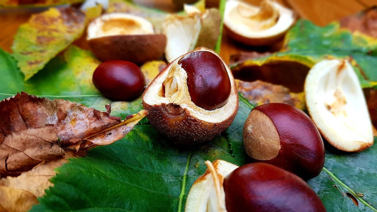 Польза и вред каштана для организма, как правильно приготовить его орехи