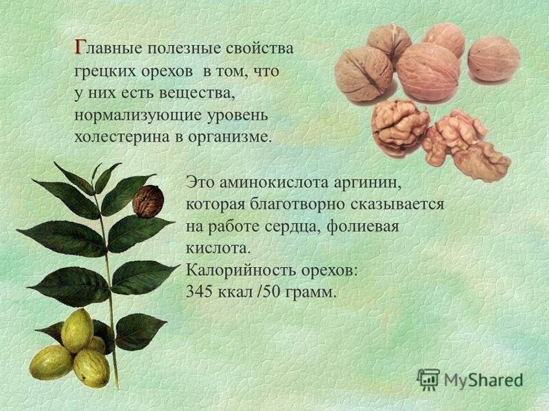 Полезные свойства грецкого ореха и противопоказания к употреблению