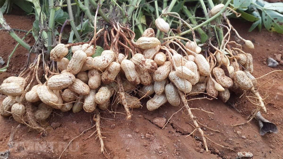 Как вырастить арахис на огороде и дома в горшке?