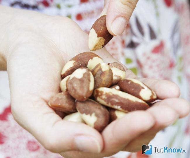 О полезных свойствах бразильского ореха и противопоказаниях