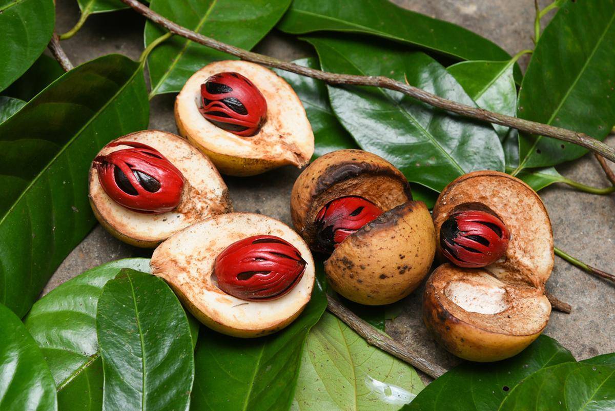 Чем полезен мускатный орех: уникальные свойства пряных плодов