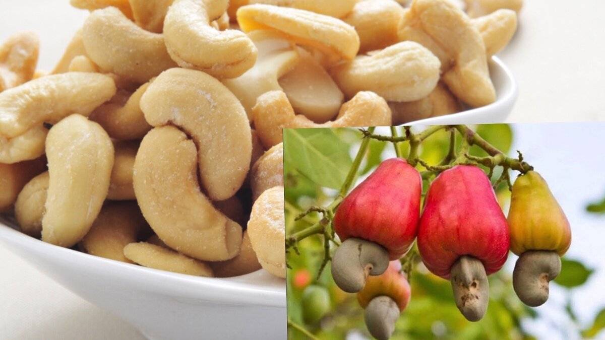 Какая польза и вред от орешков кешью?