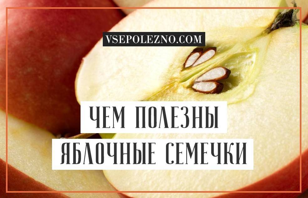 Косточки яблока: польза и вред для организма