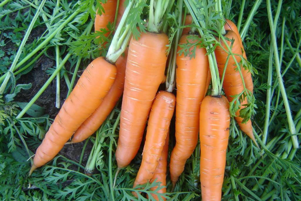 Как добиться богатого урожая моркови