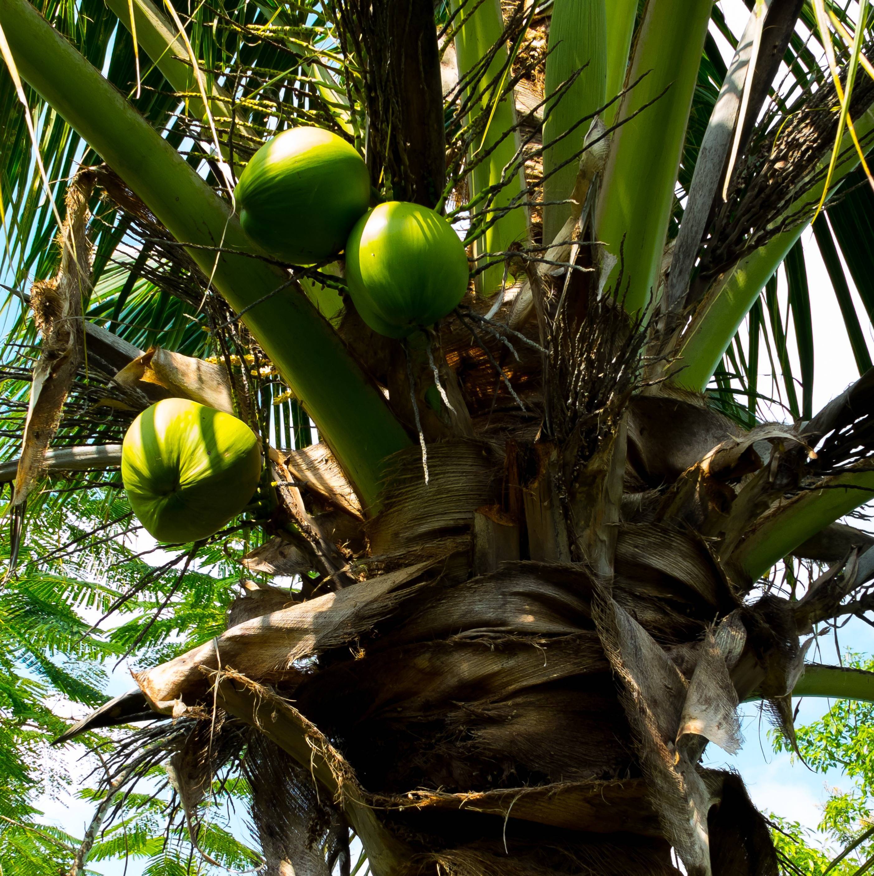 Пальма домашняя: виды, как ухаживать за пальмой в домашних условиях