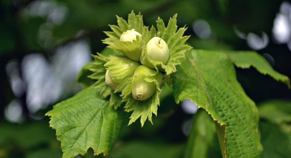 Фундук (лесной орех) – калорийность, польза и вред, полезные свойства и противопоказания