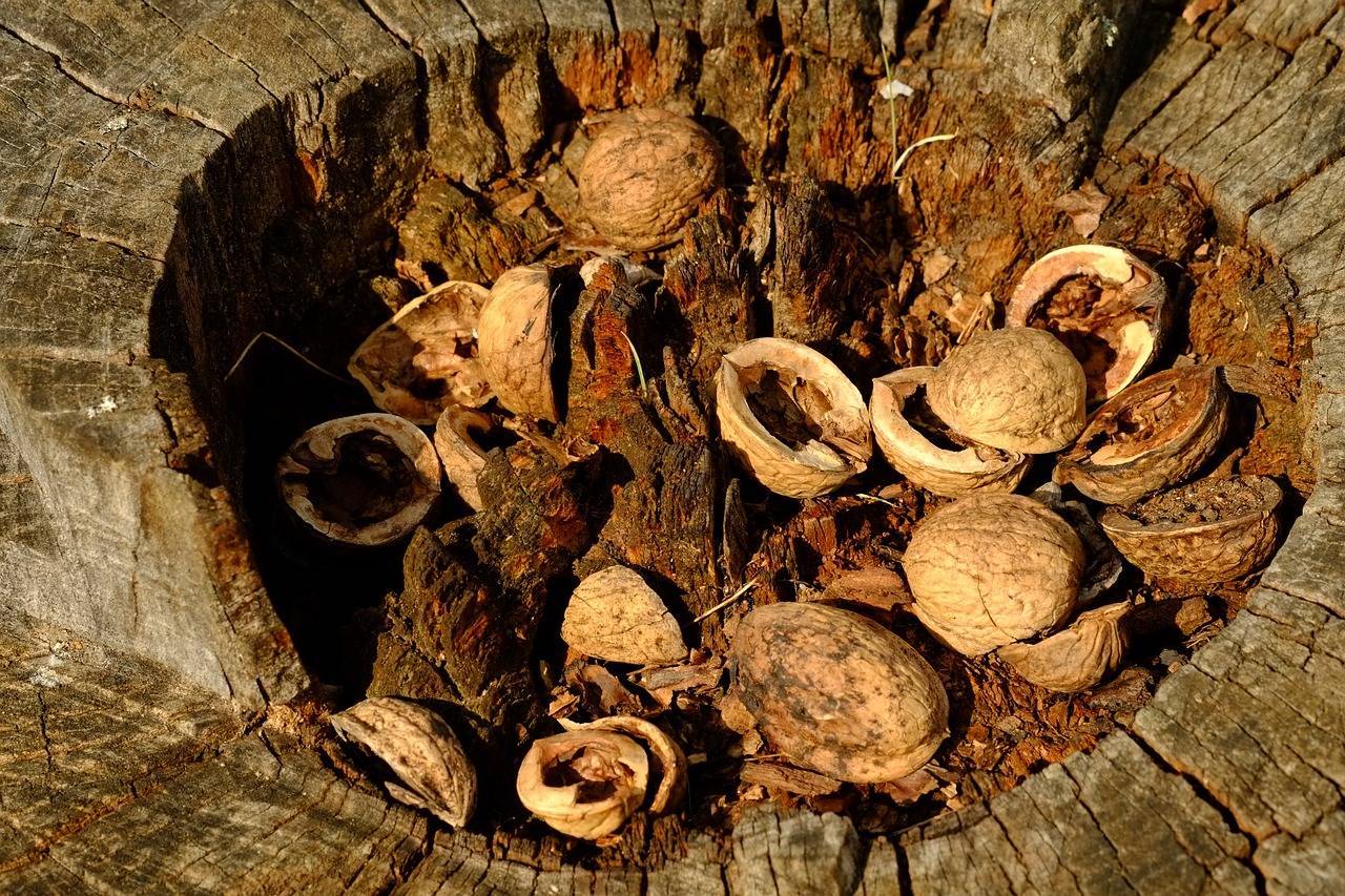 Скорлупа грецкого ореха: применение в огороде, на даче, в саду