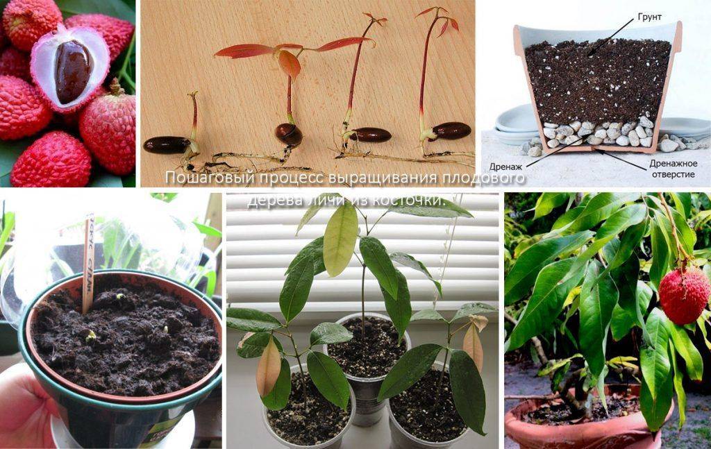 Миндаль – подбор семян, выращивание, уход и полезные свойства