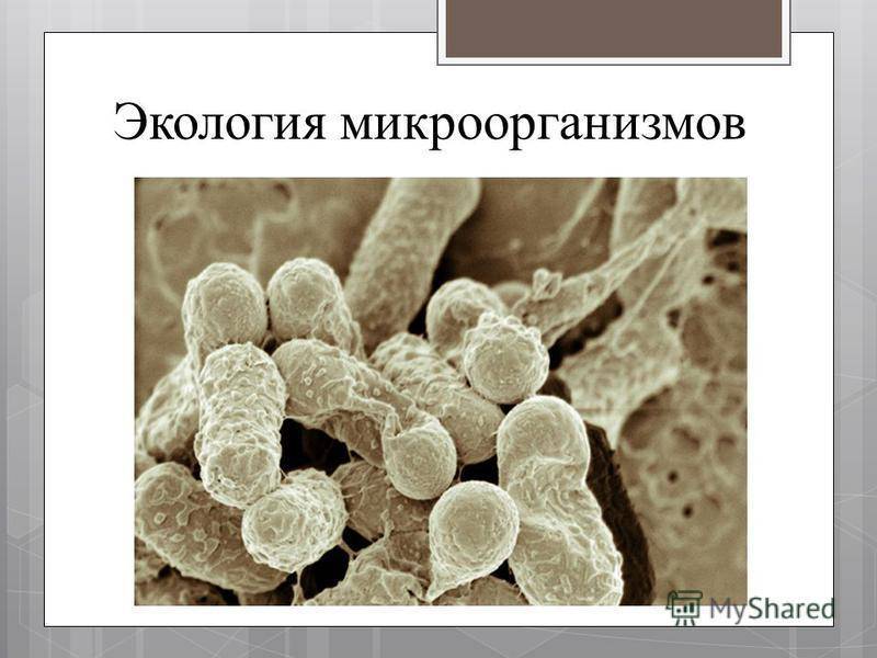 Влияние внешних факторов на микроорганизмы [1984 полтев в.и., нешатаева е.в. - болезни и вредители пчел (с основами микробиологии)]