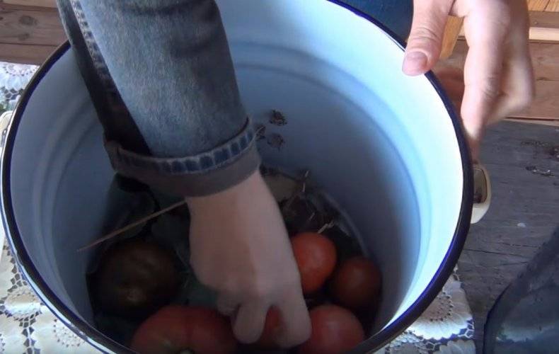 Как засолить зеленые помидоры на зиму в банках: простые рецепты