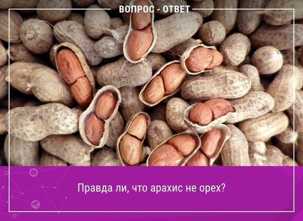 Где в россии выращивают арахис в промышленных масштабах