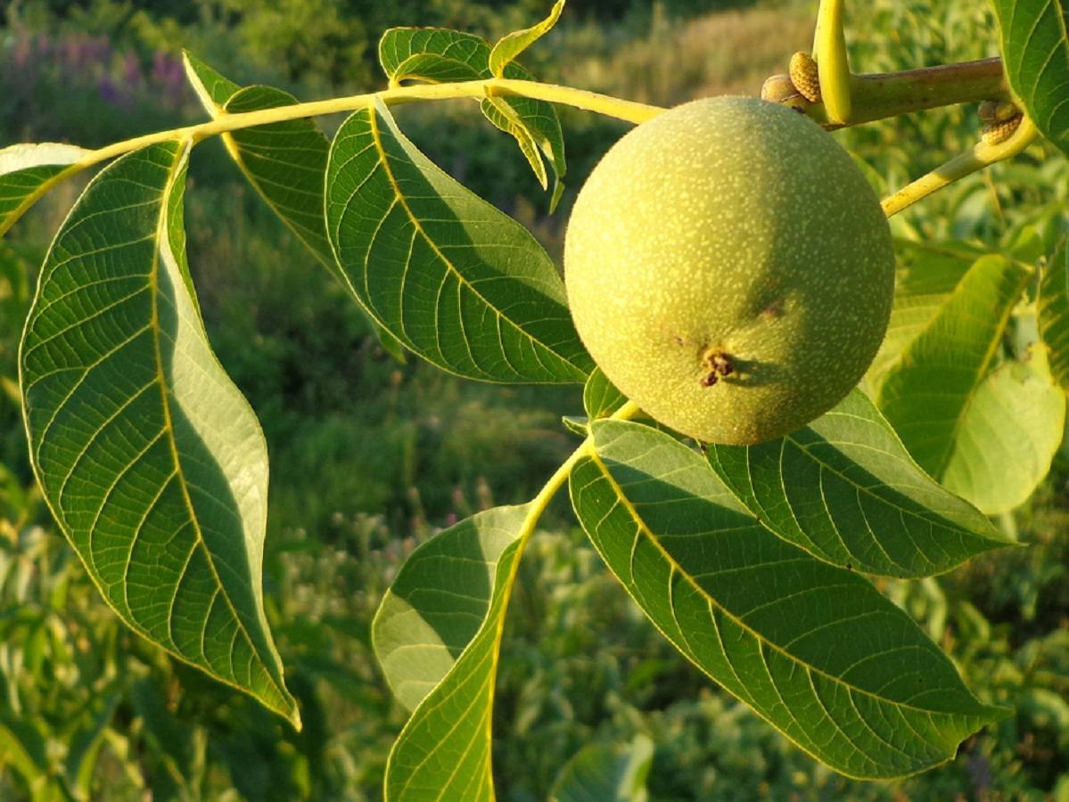 Листья грецкого ореха - полезные свойства и противопоказания