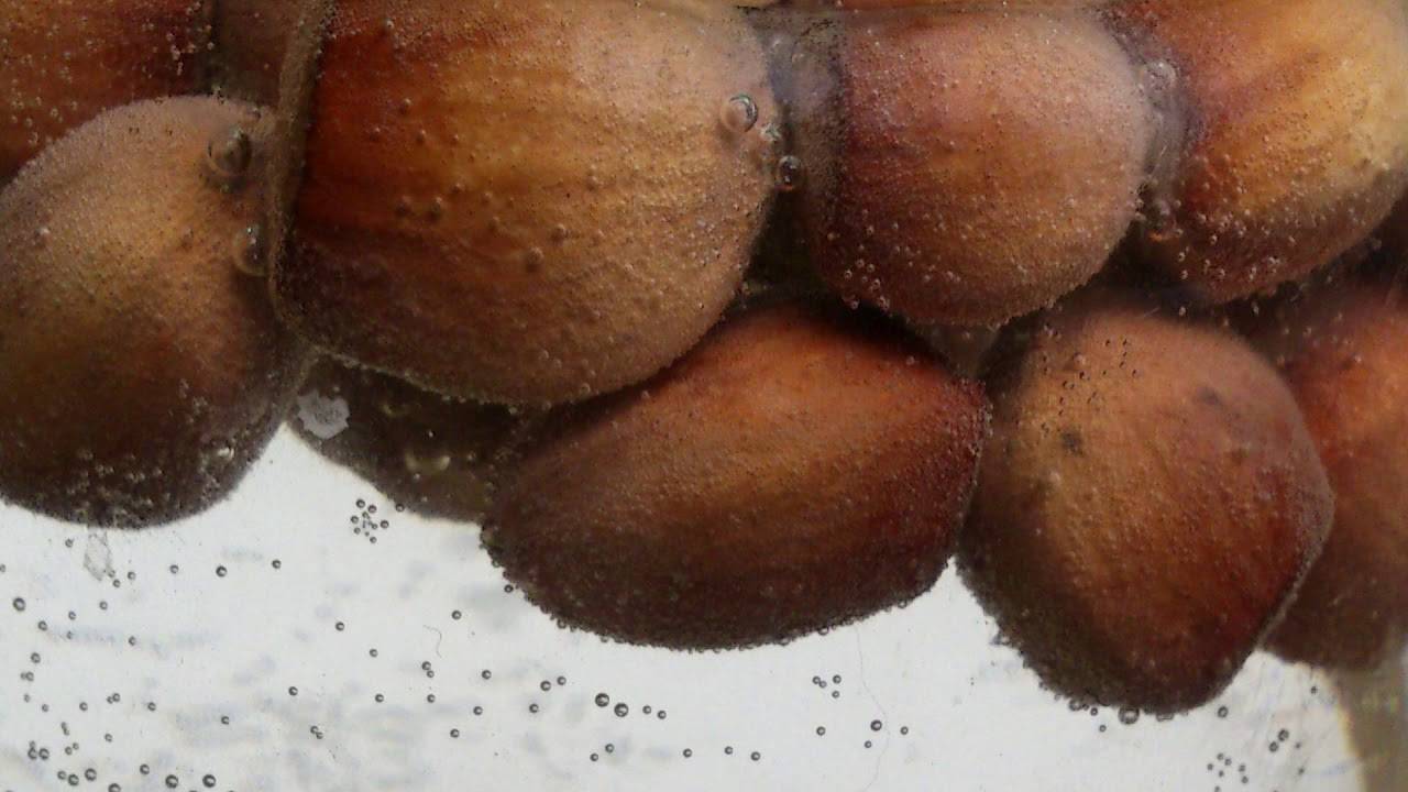 Выращивание ореха фундука в польше