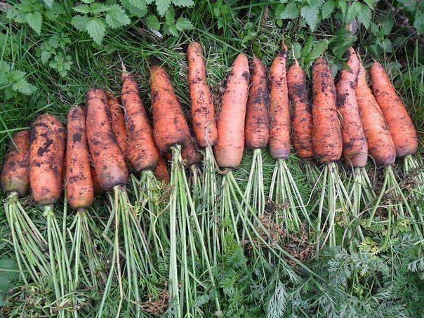 Выращивание моркови, как вырастить хороший урожай из семян (секреты) — морковь как сажать из семян
