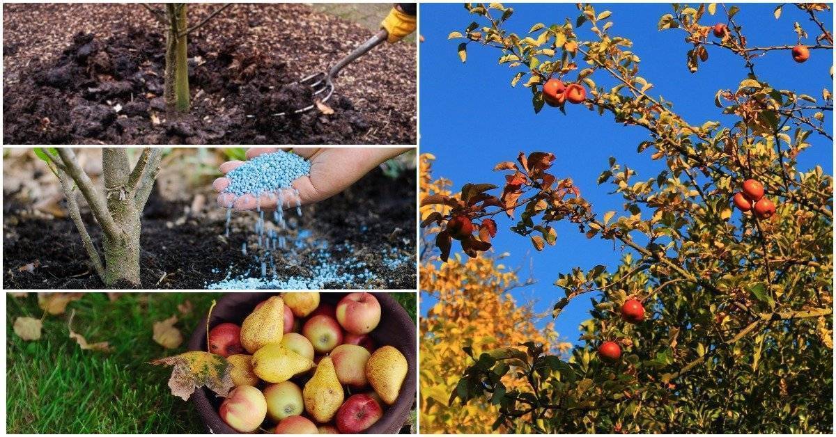Когда нужно удобрять плодовые деревья в саду — сроки и правила