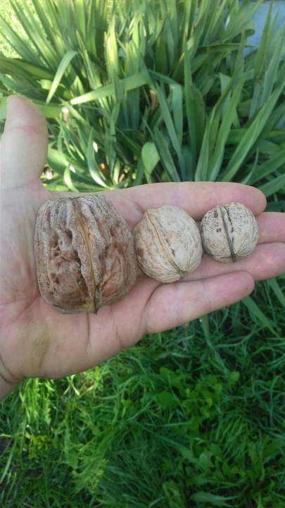 Описание сортов и видов грецкого ореха: морозоустойчивые, с тонкой скорлупой