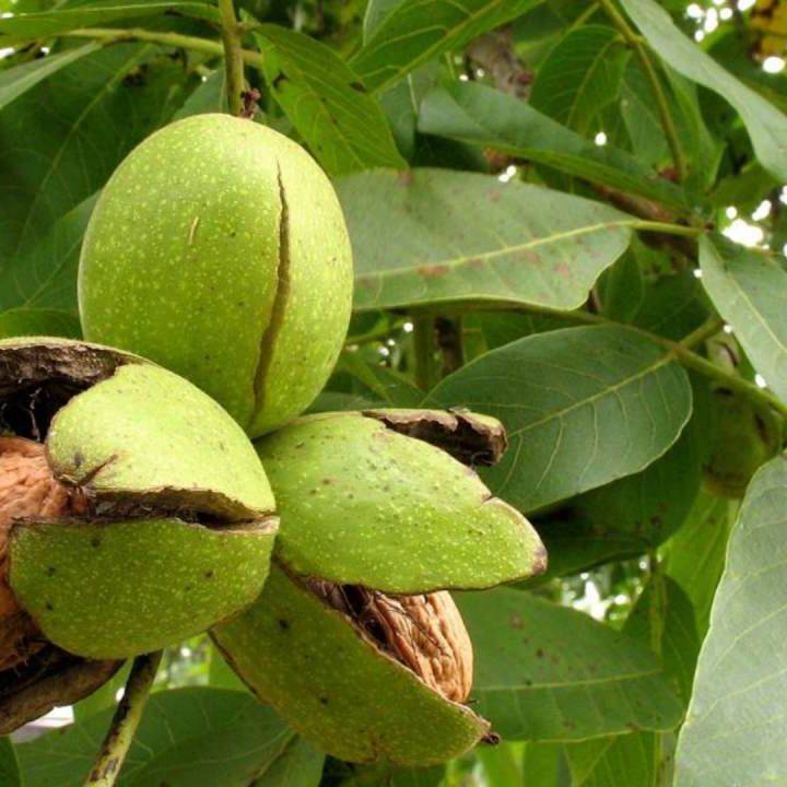 Дерево грецкий орех – как посадить и ухаживать, возможные заболевания и проблемы