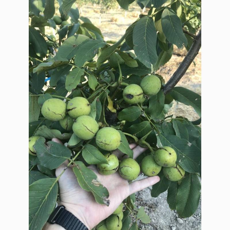 Скороплодный грецкий орех в нашем саду