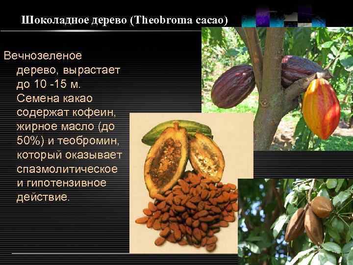 Какао дерево: где растет, как выращивают на фермах, фото