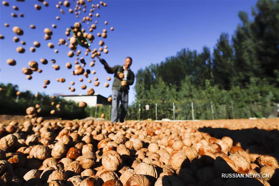 Выращивание фундука, условия выращивания ореха фундука в польше — пропозиция