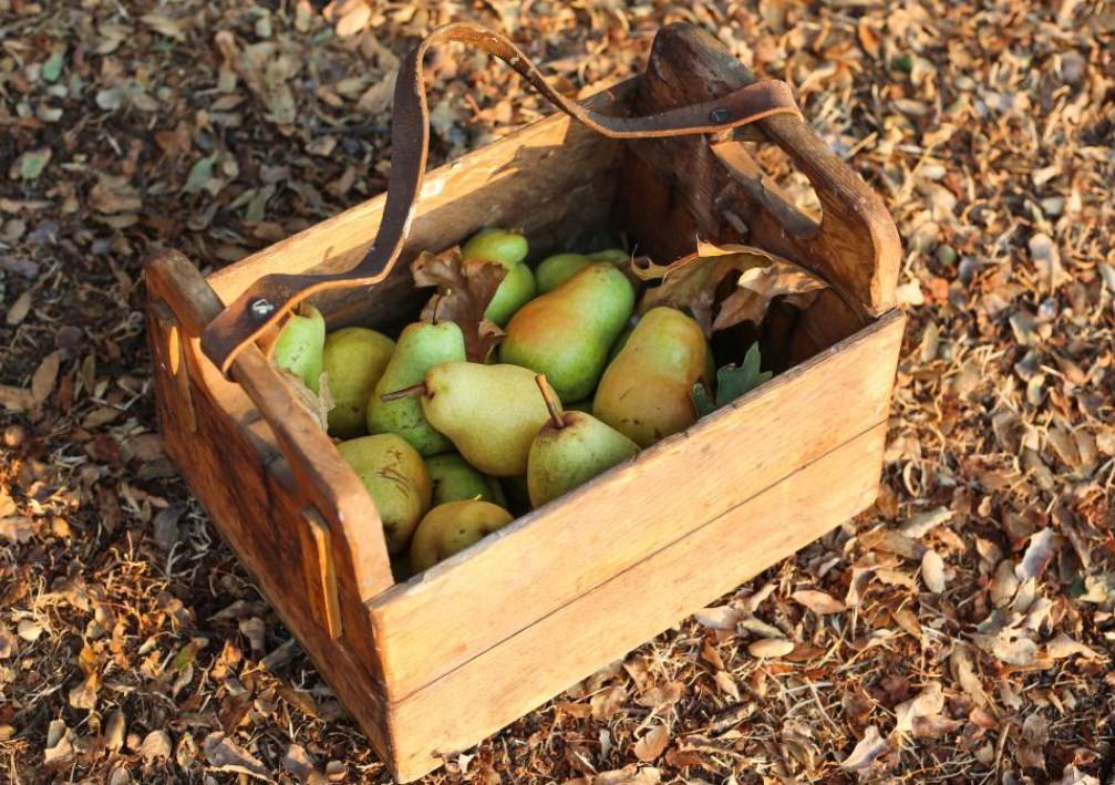 Как хранить яблоки и груши