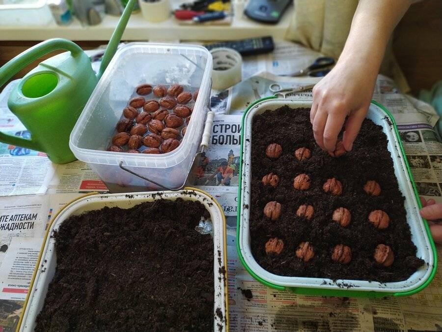Как вырастить грецкий орех из ореха в домашних условиях, как выбрать плод для посадки и как его прорастить