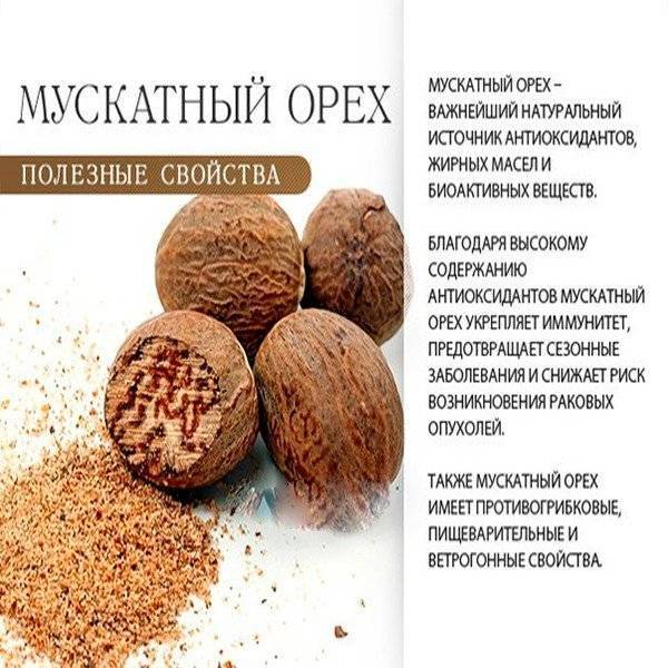 Полезные свойства и противопоказания мускатного ореха medistok.ru - жизнь без болезней и лекарств