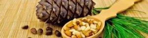 Кедровые орехи: польза и вред для организма человека