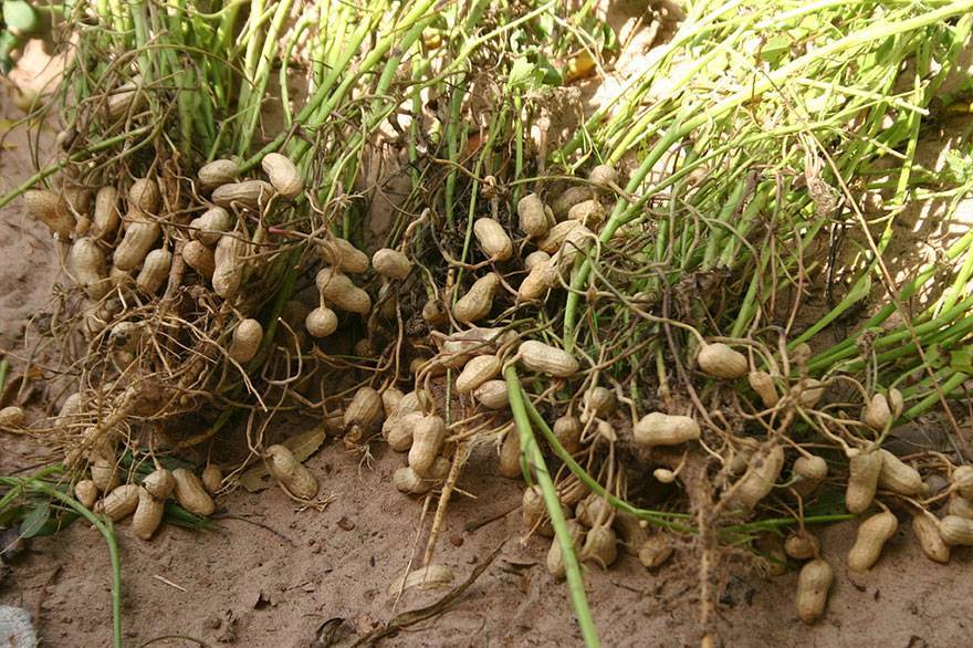 Как выращивать арахис в средней полосе россии: культивирование в открытом грунте