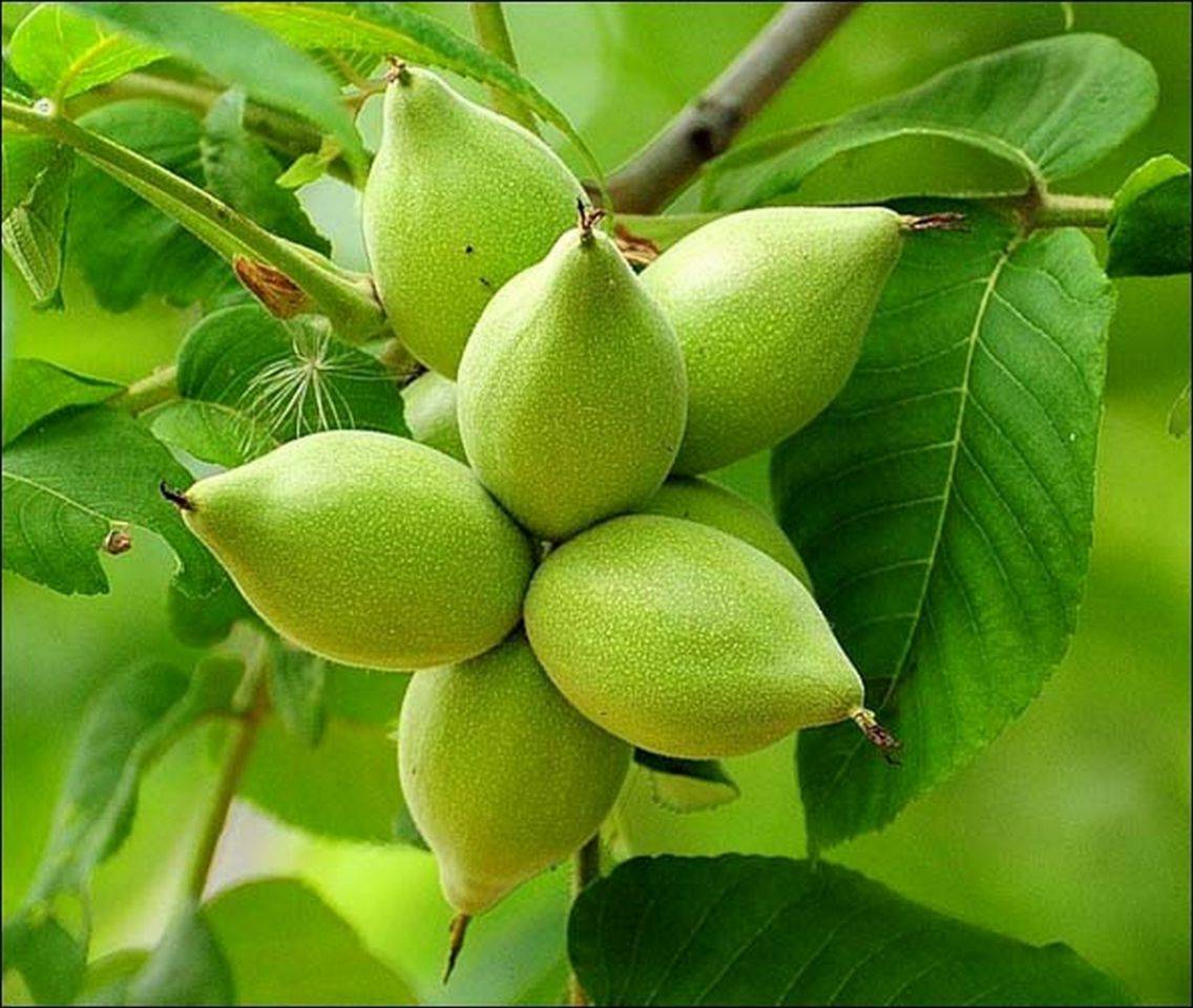 Свойства и характеристики маньчжурского ореха, его вред и польза для здоровья