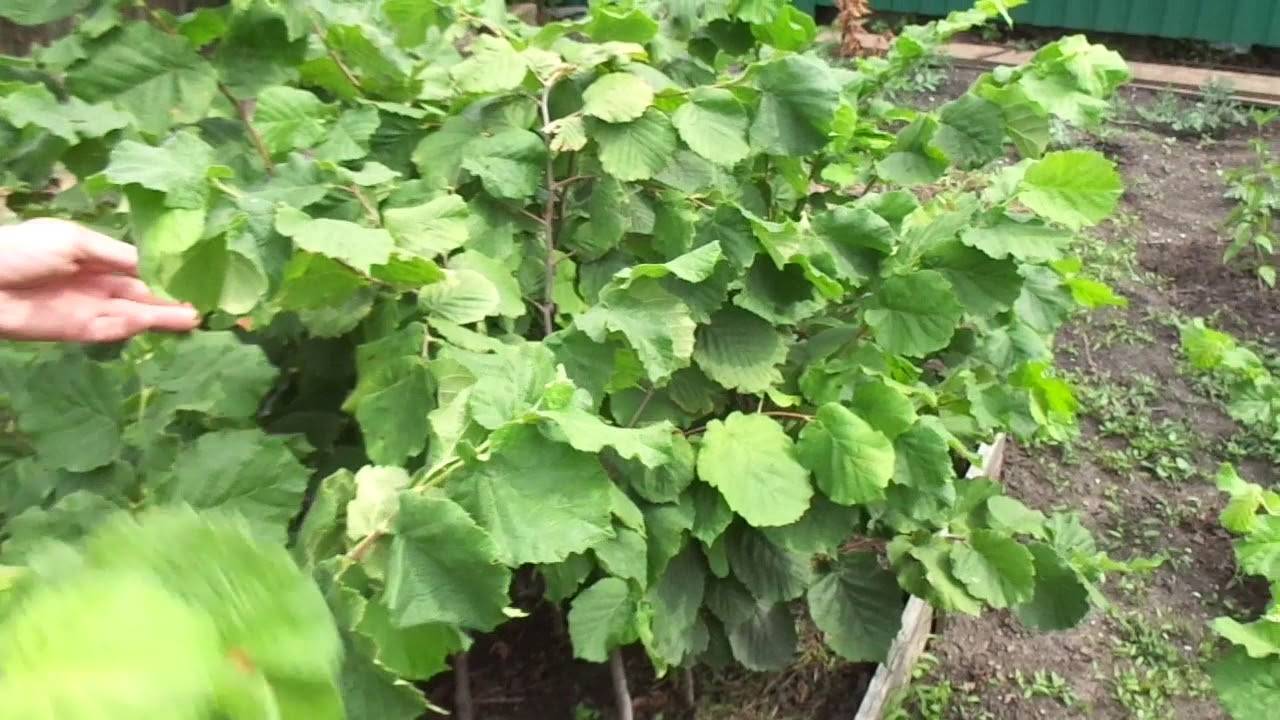 Фундук "трапезунд": описание сорта, особенности выращивания, урожайность