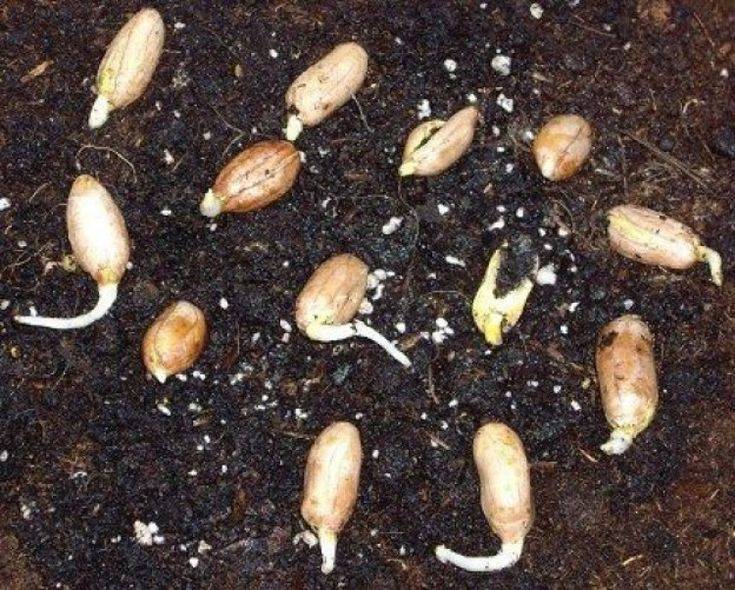Выращиваем арахис самостоятельно