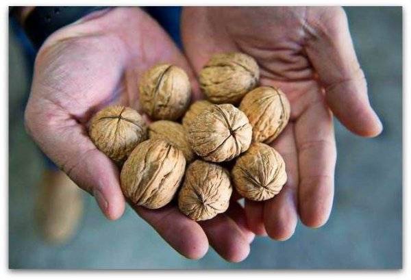 Посадка грецкого ореха осенью из ядер (плодов) ореха