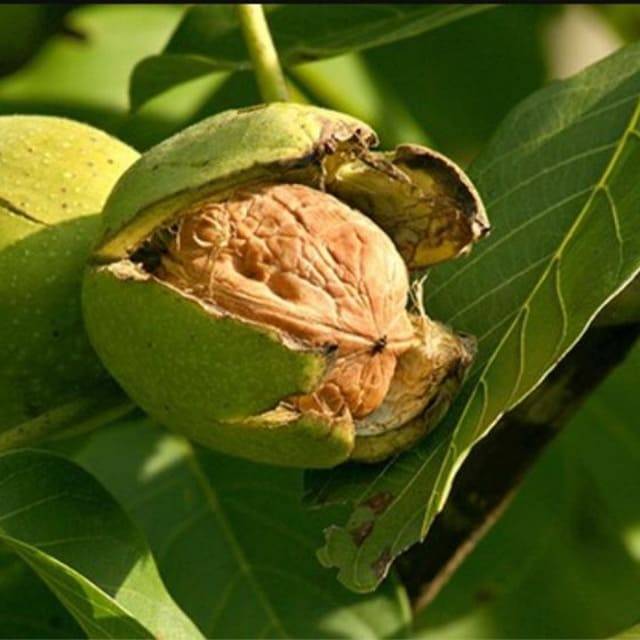 Как размножается грецкий орех в природе и в домашних условиях, какой способ выбрать, можно ли черенками, прививкой, отводками, а также уход за саженцами дерева