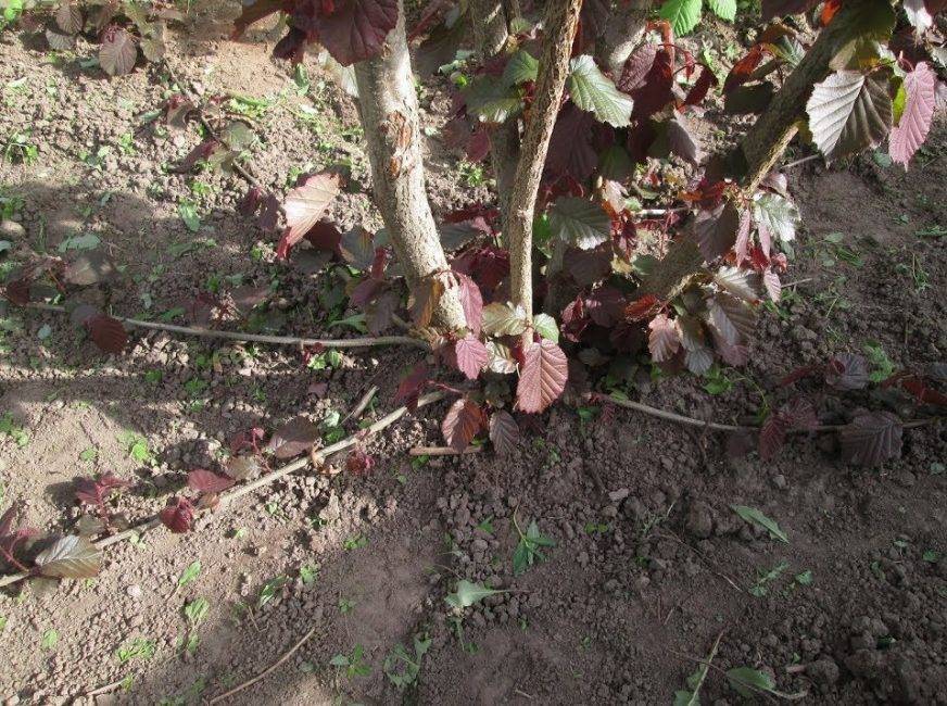 Лопатинский сад: размножение фундука отводками