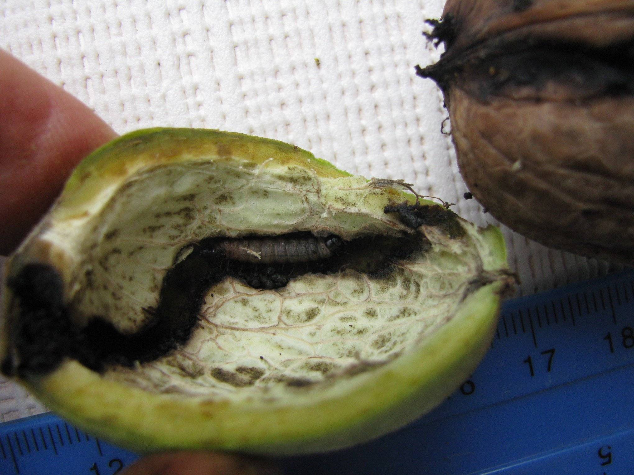 Почему чернеют грецкие орехи и другие болезни дерева, а также их лечение