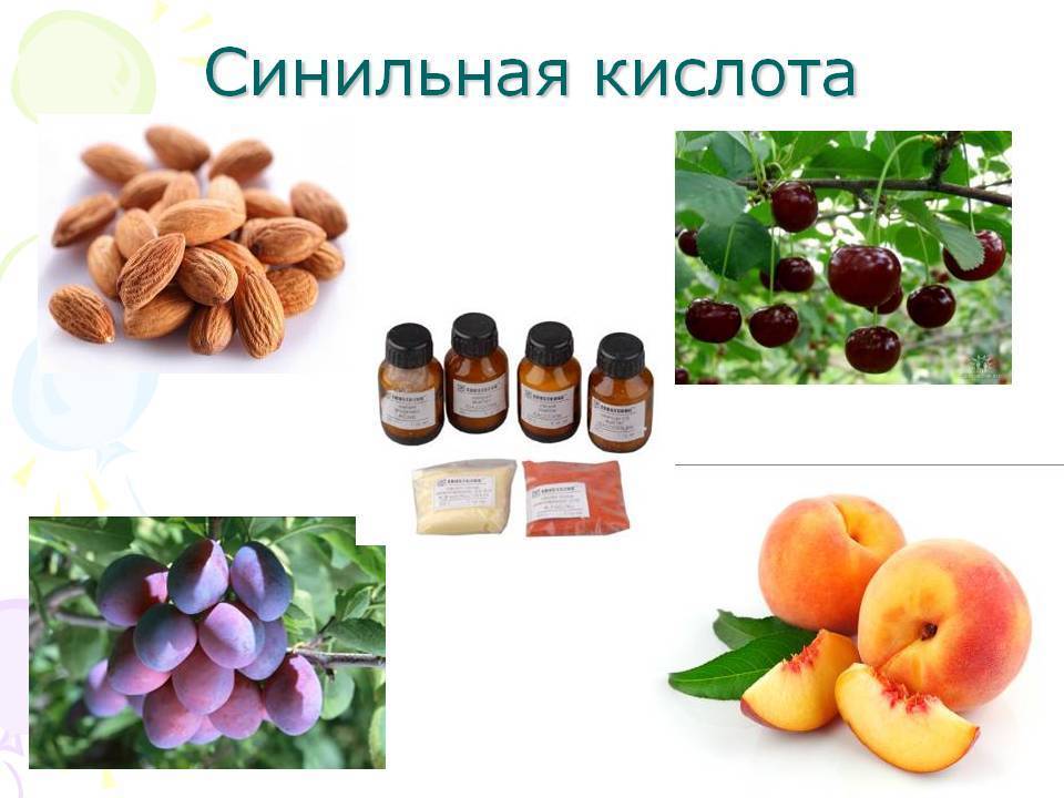 Миндаль и абрикосовые косточки: как отличить, одно и то же это или нет, в чем разница между орехом и ядром фрукта, являются ли растения родственниками, и сравнение