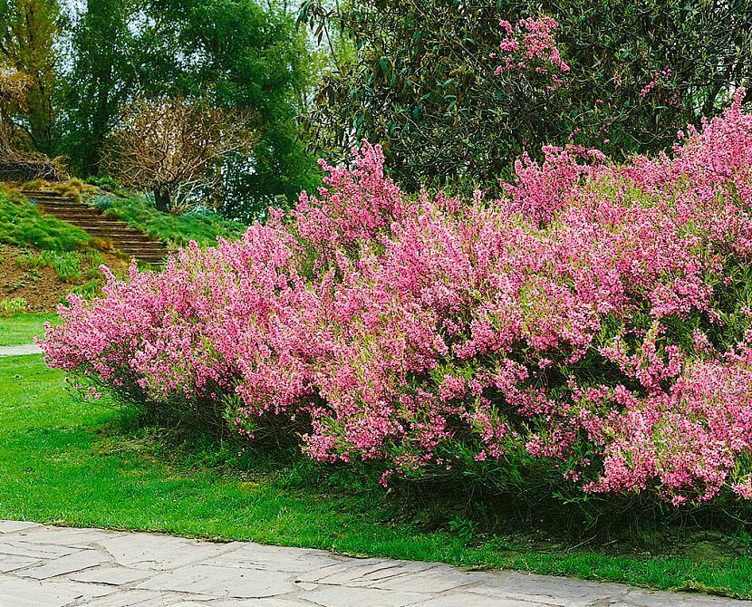 Миндаль кустарник — декоративное цветущее растение - pocvetam.ru