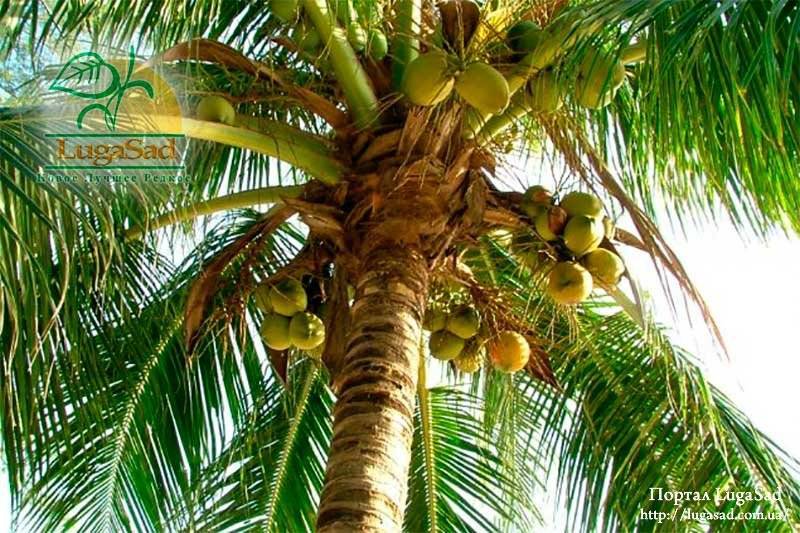 Виды пальм: фото, название, а также разновидности комнатных растений