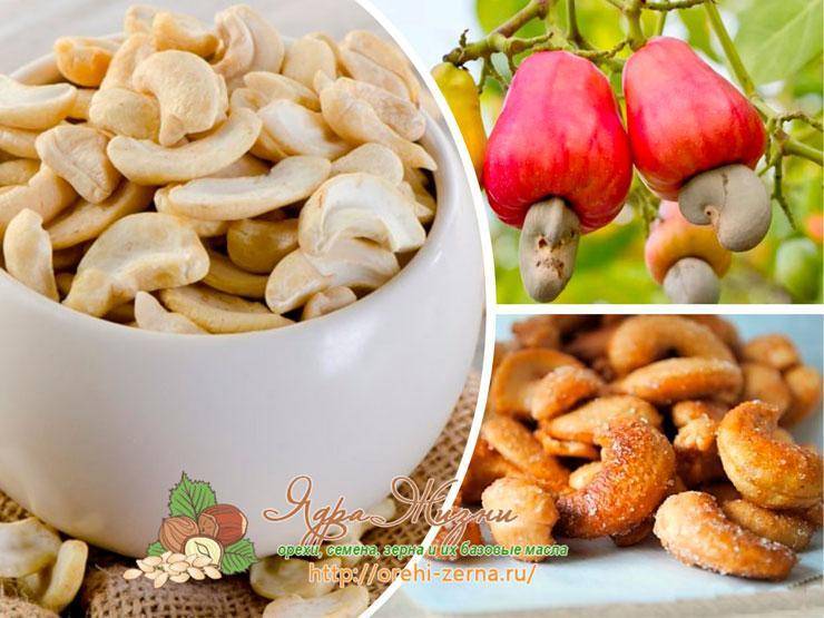 Орехи кешью: польза и вред для организма, фото, калорийность